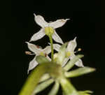 False baby's breath